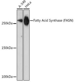 Fatty Acid Synthase/FASN Rabbit anti-Human, Mouse, Clone: 4U9S3, Novus Biologicals 20 &mu;g | Buy Online | Bio-Techne | Fisher Scientific
