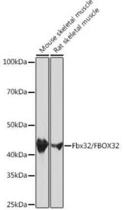 Fbx32 Rabbit anti-Mouse, Rat, Clone: 1F10Z5, Novus Biologicals 100 &mu;g | Buy Online | Novus Biologicals | Fisher Scientific