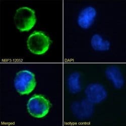 Fc epsilon RI Rabbit anti-Human, Clone: IE7, Novus Biologicals:Antibodies:Primary