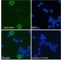 Fc gamma RII/CD32 Antibody (AT130-5) - Chimeric - Azide and BSA Free, Novus