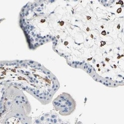 Fc gamma RIIA/CD32a Antibody, Novus Biologicals 0.1 mL; Unconjugated:Antibodies,