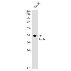 Fc gamma RIIA/CD32a Antibody (S09-5D1), Novus Biologicals 100 &mu;g; Unconjugated:Antibodies,