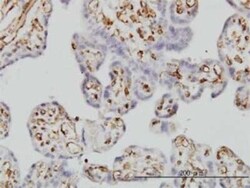 Fc gamma RIIB/CD32b Antibody (2E10), Novus Biologicals 100 &mu;g; Unconjugated:Anticorps,