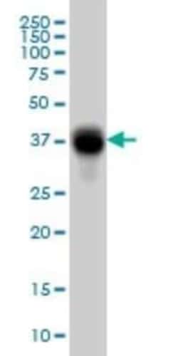 Fc gamma RIIB/CD32b Antibody (2E10), Novus Biologicals 100 &mu;g; Unconjugated:Anticorps,