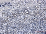 Thumbnail_Fc gamma RIIB/CD32b Antibody (S07-4B5), Novus Biologicals:Antibodies:Primary