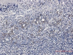 Fc gamma RIIB/CD32b Antibody (S07-4B5), Novus Biologicals:Antibodies:Primary