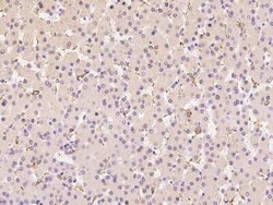 Fc gamma RIIIA/CD16a Antibody, Novus Biologicals 100 &mu;g | Buy Online | Novus Biologicals | Fisher Scientific