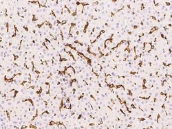 Fc gamma RIIIA/CD16a Antibody, Novus Biologicals 100 &mu;g | Buy Online | Novus Biologicals | Fisher Scientific