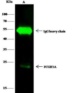 Fc gamma RIIIA/CD16a Antibody, Novus Biologicals 50 &mu;g, Unconjugated:Antibodies,
