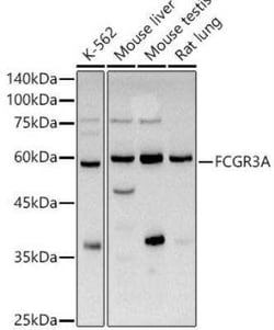 Fc gamma RIIIA/CD16a Antibody - BSA Free, Novus Biologicals:Antibodies:Primary