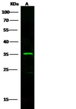 Fc gamma RIIIA/CD16a Antibody, Novus Biologicals 50 &mu;g, Unconjugated:Antibodies,