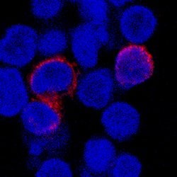 Human Fc gamma RIII (CD16) Antibody, R D Systems 100 &mu;g; Unconjugated:Antibodies,