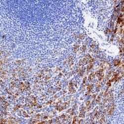 Human Fc gamma RIII (CD16) Antibody, R D Systems 100 &mu;g; Unconjugated:Antibodies,