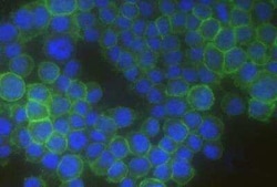 FcgR4/CD16-2 Antibody (012), Novus Biologicals 50 &mu;g; Unconjugated:Antibodies,