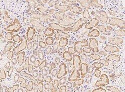 Fer-1-like protein 6 Antibody, Novus Biologicals 50 &mu;g; Unconjugated:Antibodies,