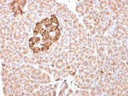 Ferritin Mouse anti-Human, Clone: FTH/2081, Novus Biologicals 100 &mu;g;