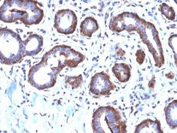 Ferritin Light Chain Antibody (FTL/2338R) - Azide and BSA Free, Novus Biologicals 100 &mu;g | Buy Online | Novus Biologicals | Fisher Scientific