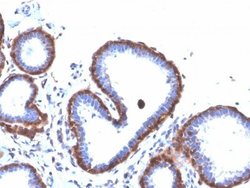 Ferritin Light Chain Antibody (FTL/3872R) - Azide and BSA Free, Novus Biologicals 100 &mu;g | Buy Online | Novus Biologicals | Fisher Scientific