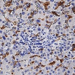 Ferroportin/SLC40A1 Antibody (1308C) - Azide and BSA Free, Novus Biologicals