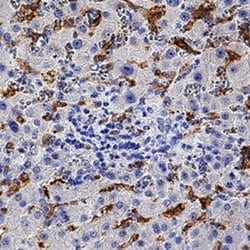Ferroportin/SLC40A1 Antibody (1308C) - BSA Free, Novus Biologicals 0.025
