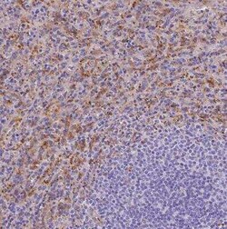 Ferroportin/SLC40A1 Antibody, Novus Biologicals:Antibodies:Primary Antibodies
