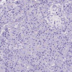 Ferroportin/SLC40A1 Antibody, Novus Biologicals:Antibodies:Primary Antibodies