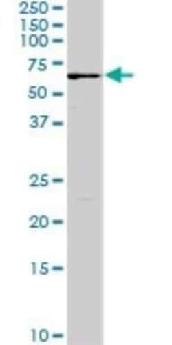 Fgr Antibody (3G10), Novus Biologicals 0.1 mg, Unconjugated:Antibodies,