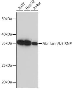 Fibrillarin Rabbit anti-Human, Mouse, Rat, Clone: 9J5O2, Novus Biologicals:Antibodies:Primary
