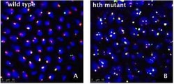 Fibrillarin Antibody (38F3), Novus Biologicals 0.25 mL; Unconjugated:Antibodies