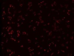 Fibrillarin Antibody (38F3), Novus Biologicals 0.25 mL; Unconjugated:Antibodies