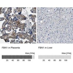 Fibrillin 1 Antibody, Novus Biologicals:Antibodies:Primary Antibodies