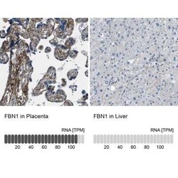 Fibrillin 1 Antibody, Novus Biologicals:Antibodies:Primary Antibodies