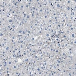 Fibrillin 1 Antibody, Novus Biologicals:Antibodies:Primary Antibodies