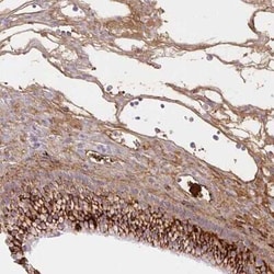 Fibrinopeptide A Antibody, Novus Biologicals 25 &mu;L, Unconjugated:Antibodies,
