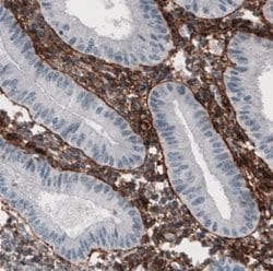 Fibronectin Antibody (CL3730), Novus Biologicals:Antibodies:Primary Antibodies