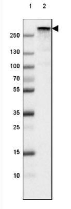 Fibronectin Antibody (CL3730), Novus Biologicals:Antibodies:Primary Antibodies