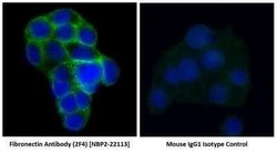 Fibronectin Antibody (2F4) - Azide and BSA Free, Novus Biologicals 0.1