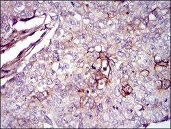 Fibronectin Antibody (2F4) - Azide and BSA Free, Novus Biologicals 0.1