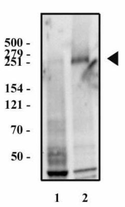 Fibronectin Antibody (2F4) - Azide and BSA Free, Novus Biologicals 0.1