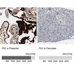 Fibronectin Antibody, Novus Biologicals 0.1 mL | Buy Online | Novus Biologicals | Fisher Scientific