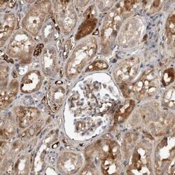 Fibronectin Antibody, Novus Biologicals 0.1 mL | Buy Online | Novus Biologicals | Fisher Scientific