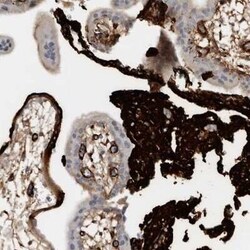 Fibronectin Antibody, Novus Biologicals 0.1 mL | Buy Online | Novus Biologicals | Fisher Scientific