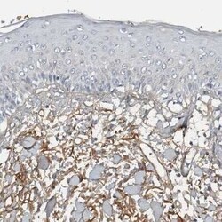 Fibronectin Antibody, Novus Biologicals 0.1 mL | Buy Online | Novus Biologicals | Fisher Scientific