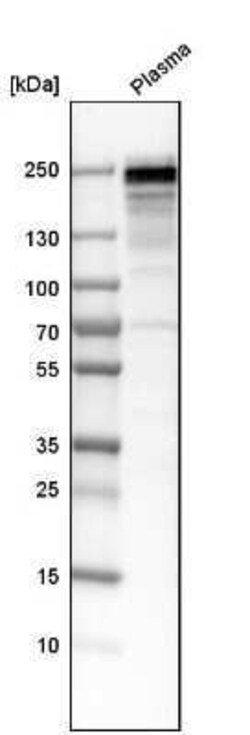 Fibronectin Antibody, Novus Biologicals 0.1 mL | Buy Online | Novus Biologicals | Fisher Scientific