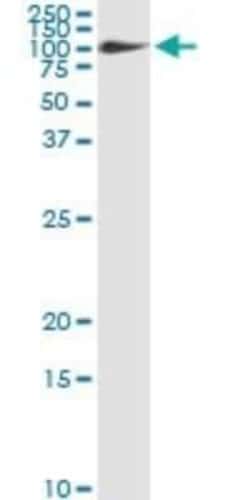 Fibulin 1 Antibody (4C9), Novus Biologicals 0.1 mg | Buy Online | Novus Biologicals | Fisher Scientific