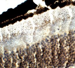 Fibulin-3/EFEMP1 Antibody, Novus Biologicals:Antibodies:Primary Antibodies
