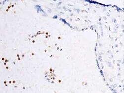 Ficolin-1 Antibody, Novus Biologicals:Antibodies:Primary Antibodies