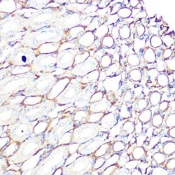 Filamin A Rabbit anti-Human, Mouse, Rat, Clone: 3X8Y9, Novus Biologicals:Antibodies:Primary