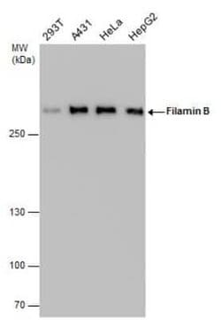 Filamin B Antibody (GT1282), Novus Biologicals 100 &mu;g; Unconjugated:Antibodies,