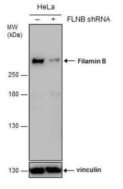 Filamin B Antibody (GT1282), Novus Biologicals 100 &mu;g; Unconjugated:Antibodies,